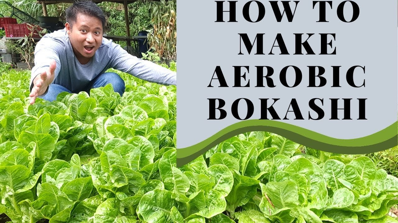 How to make Aerobic Bokashi (Paano gumawa ng aerobic bokashi)