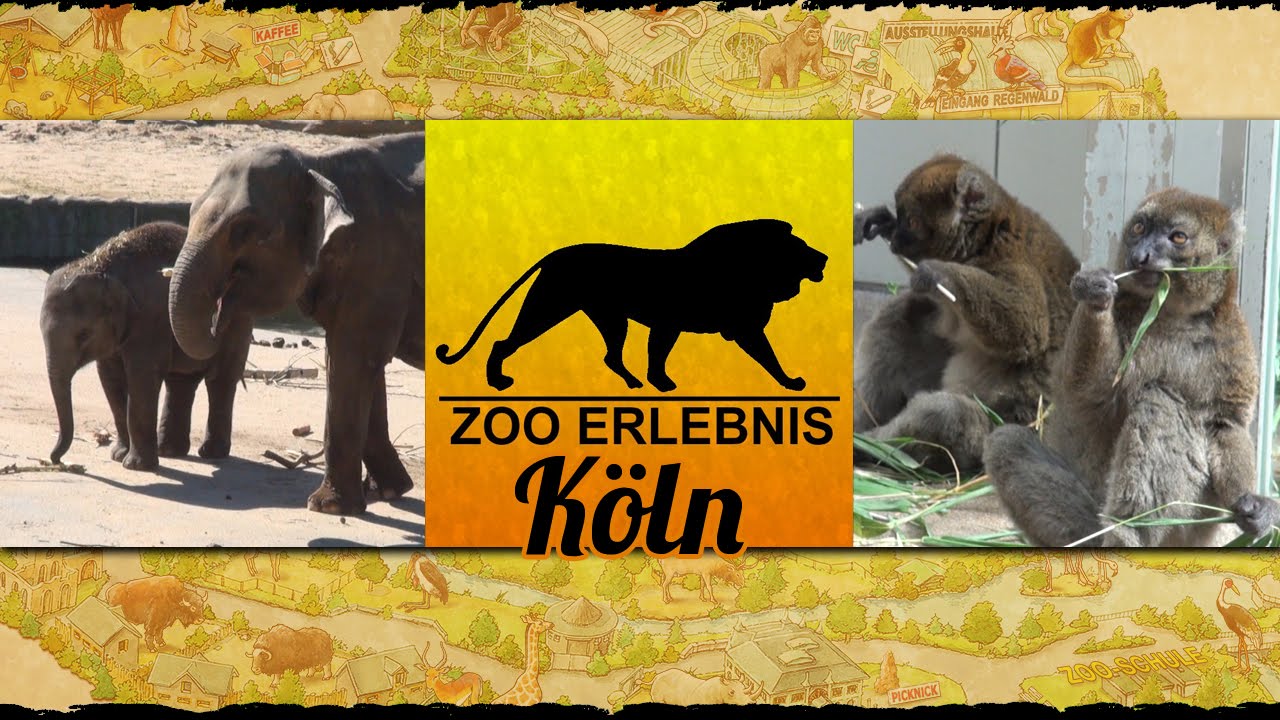 Zoo Köln - Zoo Erlebnis #5