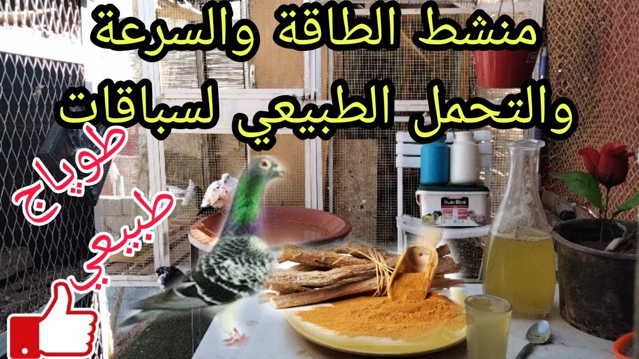 منشط طبيعي لزيادة الطاقة والتحمل عند الزاجل في السباقات