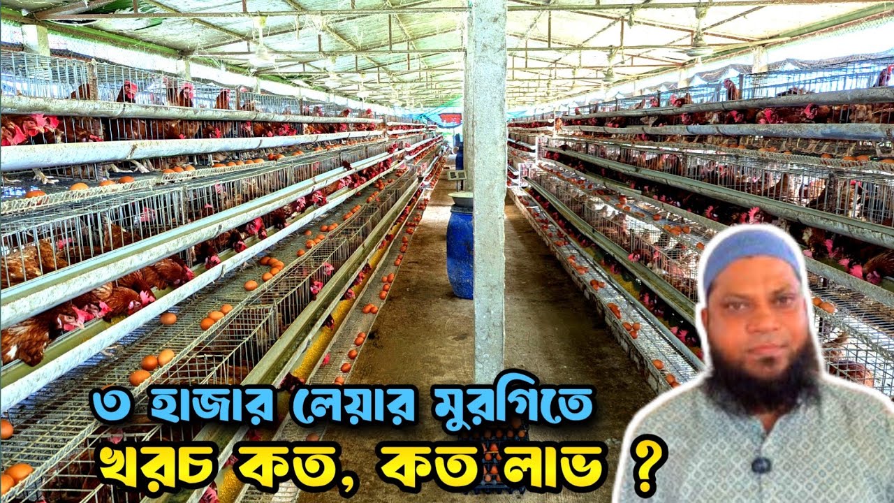খাঁচায় বানিজ্যিক ভাবে ৩০০০ লেয়ার মুরগি পালন। Layer Murgi Farm । Swadesh Agro ।