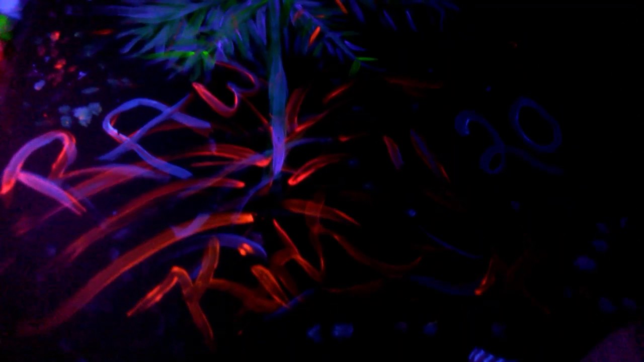 Blacklight marijuana art done by me