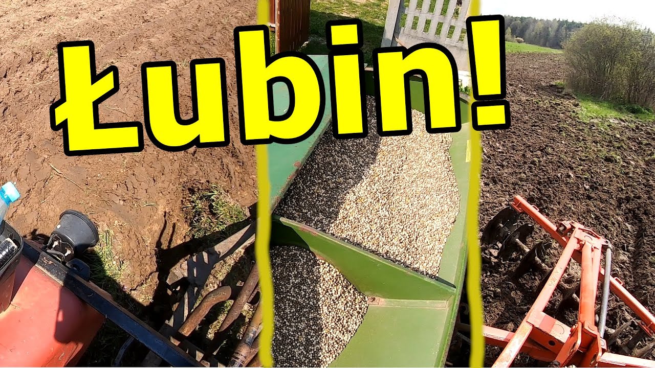 Akcja łubin na mokradłach ! - Uprawa oraz siew z Ursusem C330