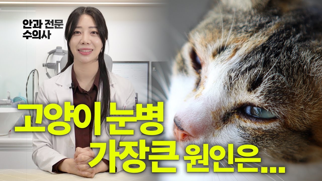 고양이 눈병의 주원인 허피스 바이러스, 가장 중요한건 면역력
