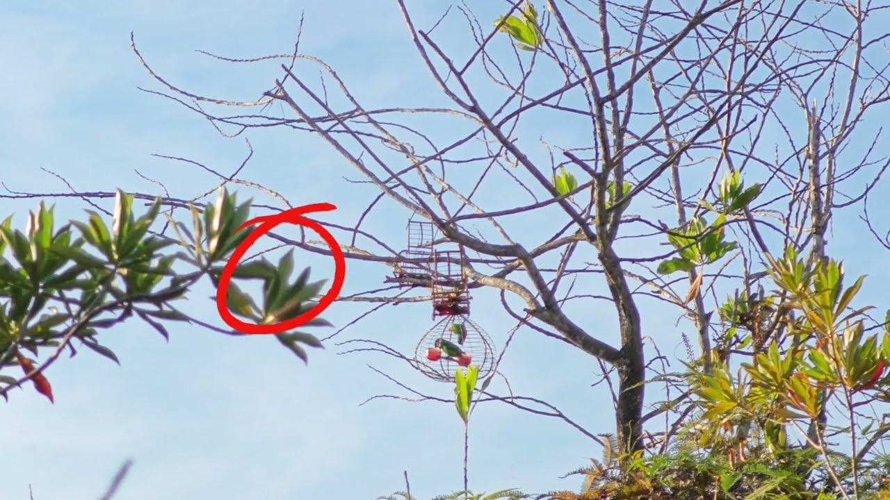 Gandingan Duo VS Rintik Idaman Di Spot Keras Kepala Dan Pintar 🦜🦜🔥🔥