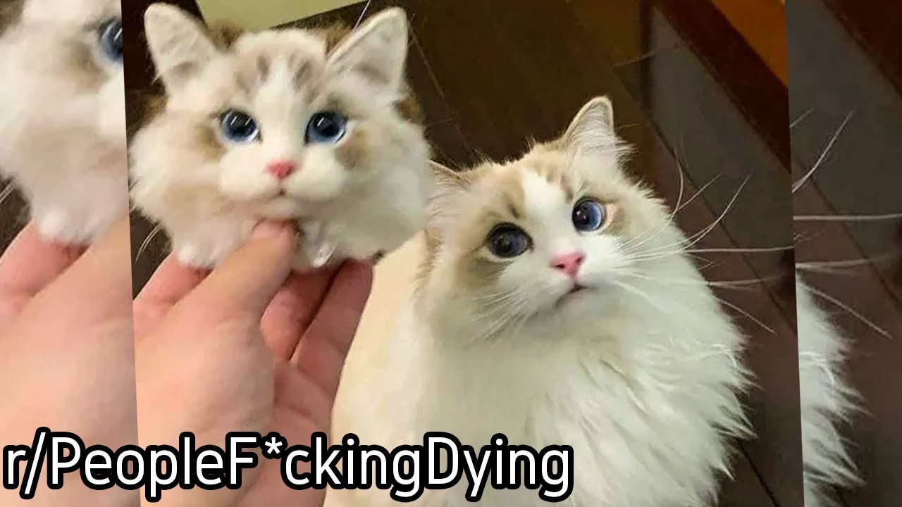 r/PeopleF*ckingDying | CaT GeTS F*cKInG DecApItAtEd