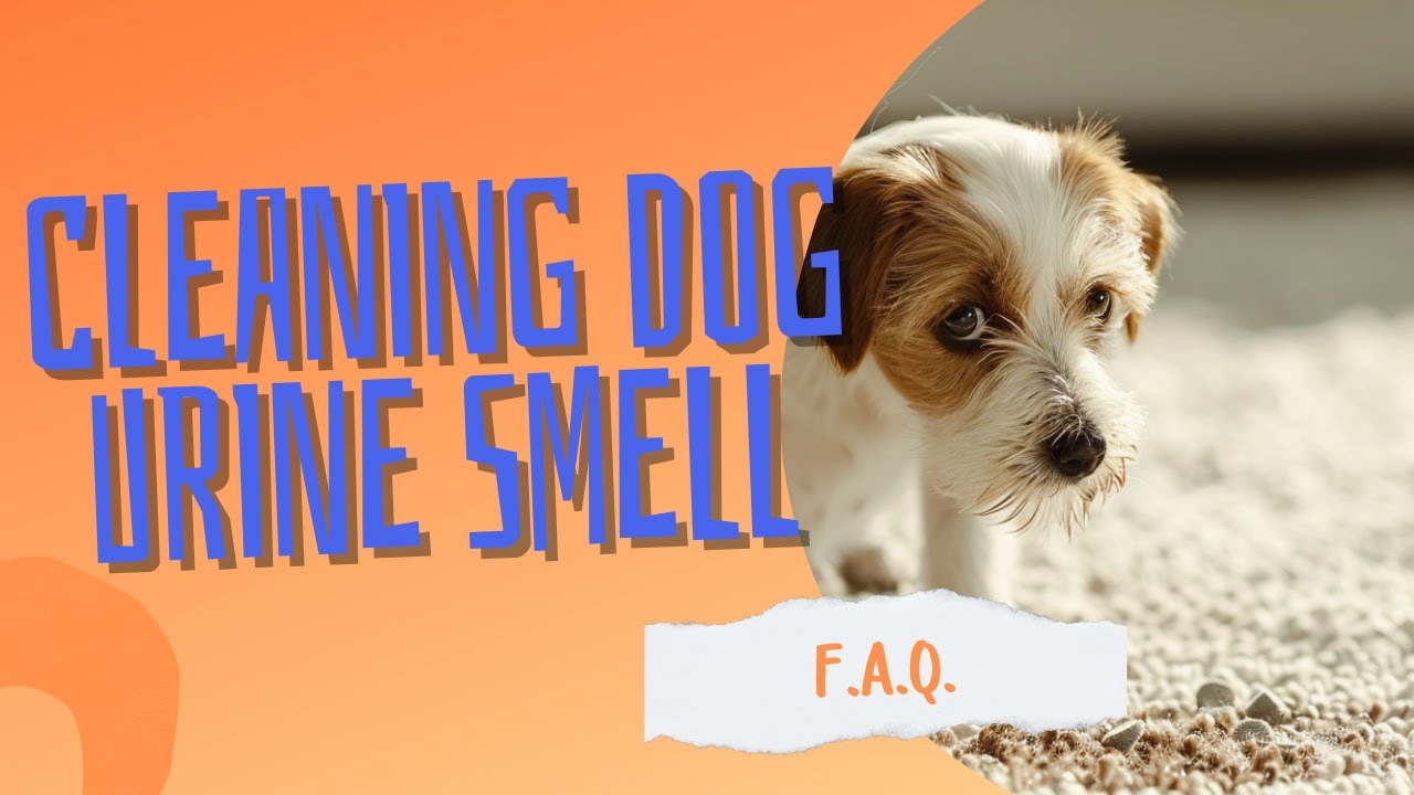 How to Clean Dog Urine Smell | Frequently Asked Questions