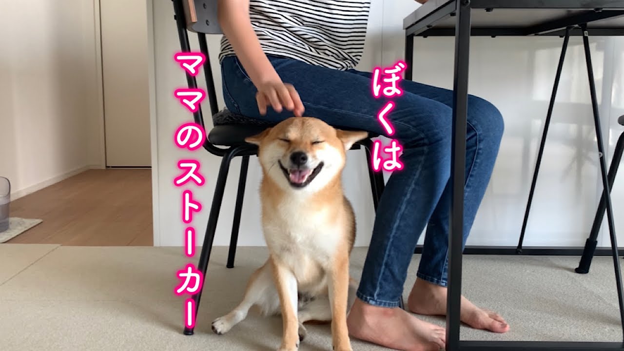 ママからひと時も離れたくない、超ママっ子柴犬がこちらです