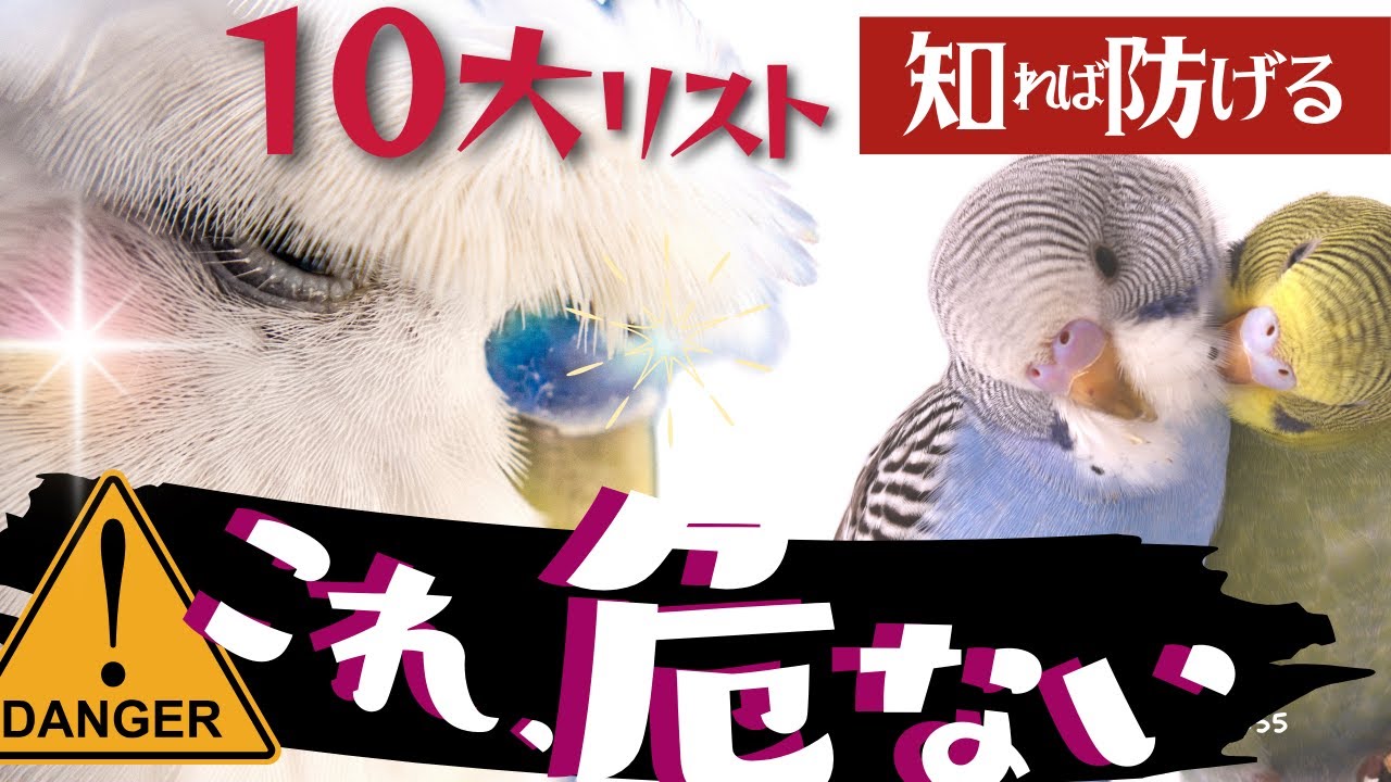 【インコの危険な飼い方】命を守る！ 死因ランキング10大リスク☆初心者注意