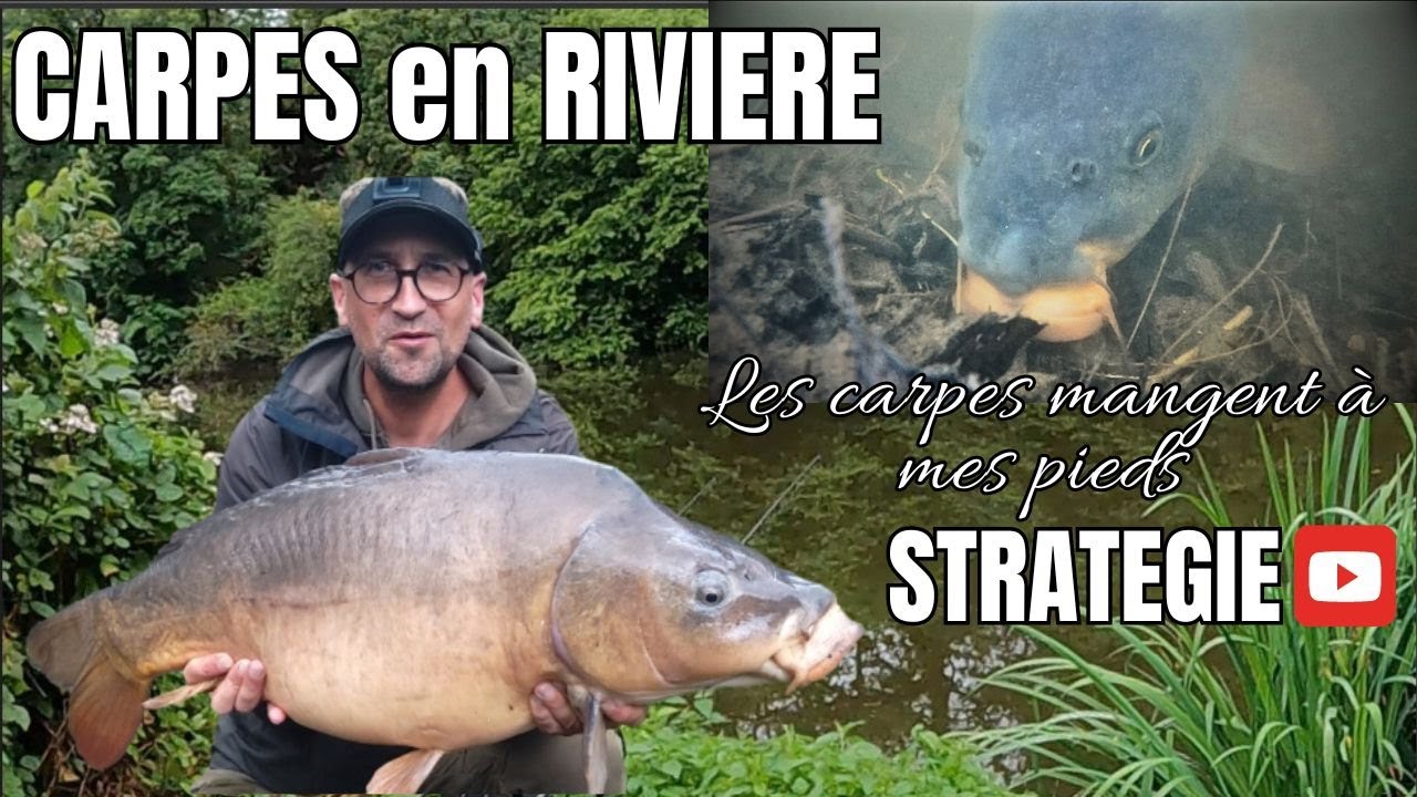 PECHE de la CARPE en RIVIERE