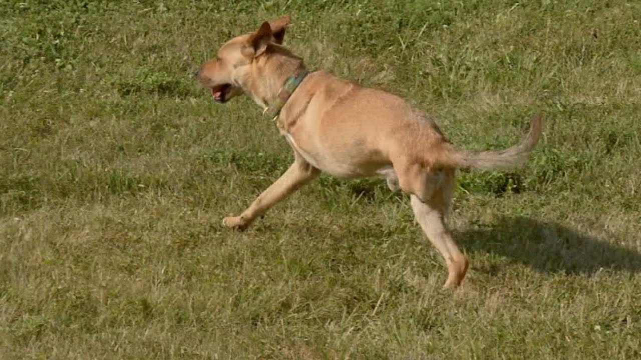 Deuce The Wonder Dog: Inspiration On Two Legs