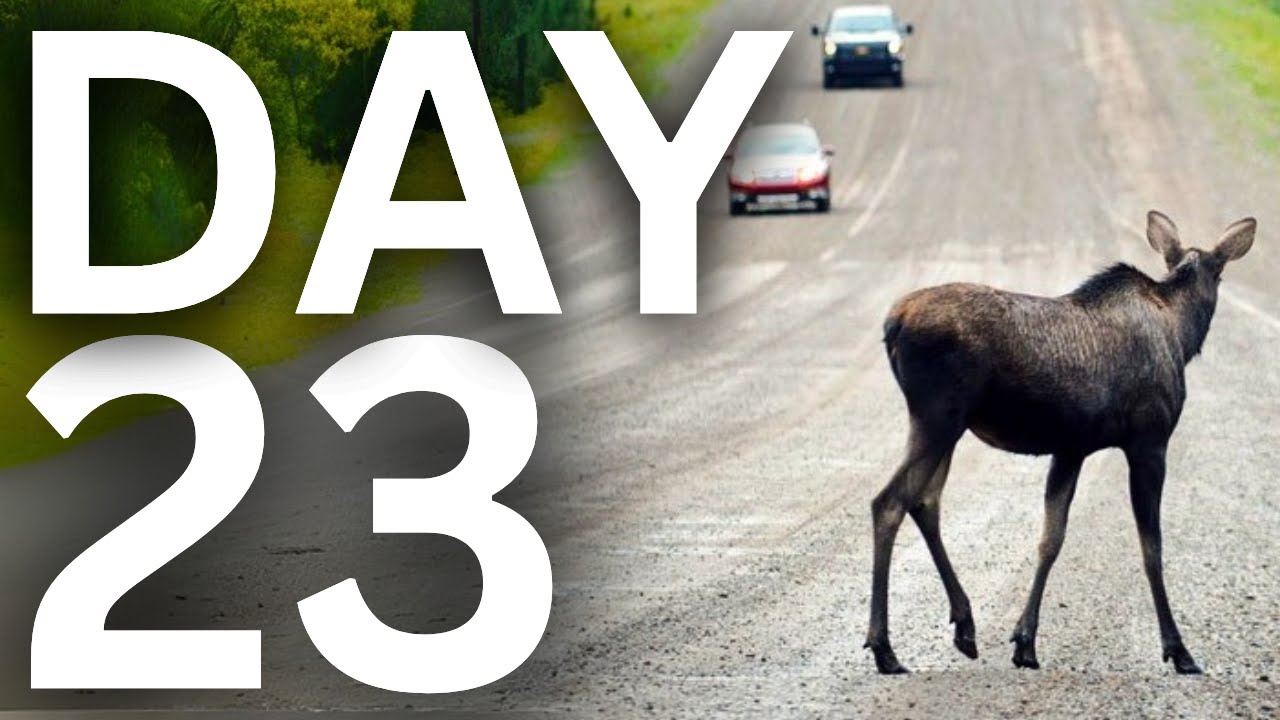 Live Webcam: The Great Moose Migration 2025 (Den Stora &Auml;lgvandringen) DAY 23