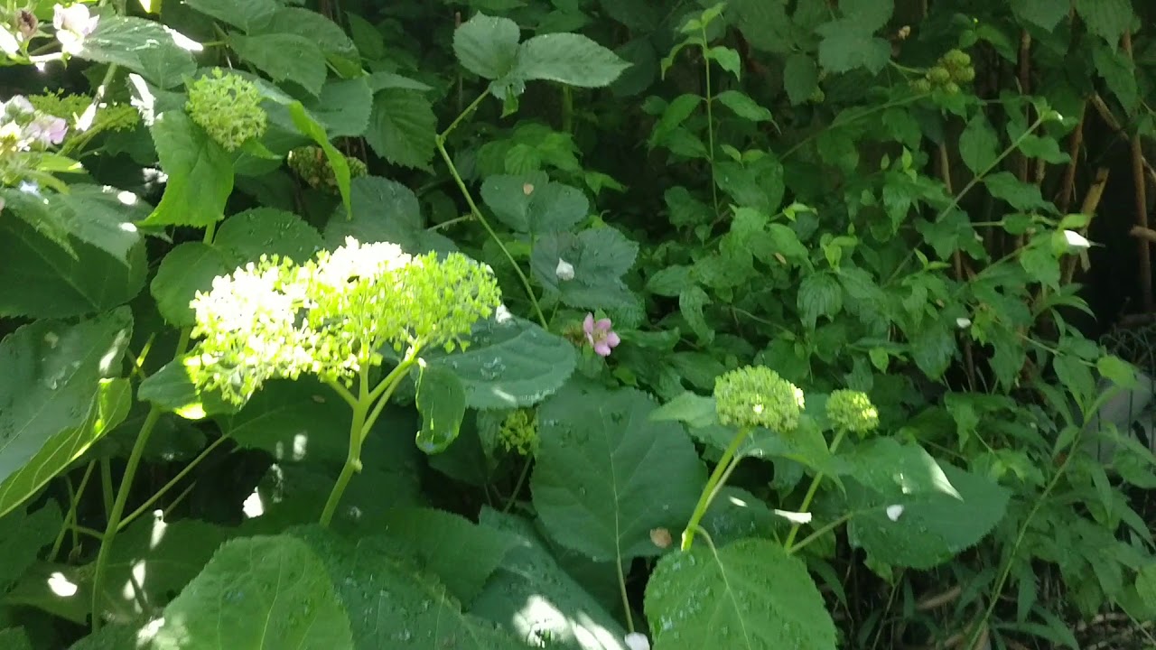 My fruit trees, fruit bushes, flowers, wild flowers, herbs collections