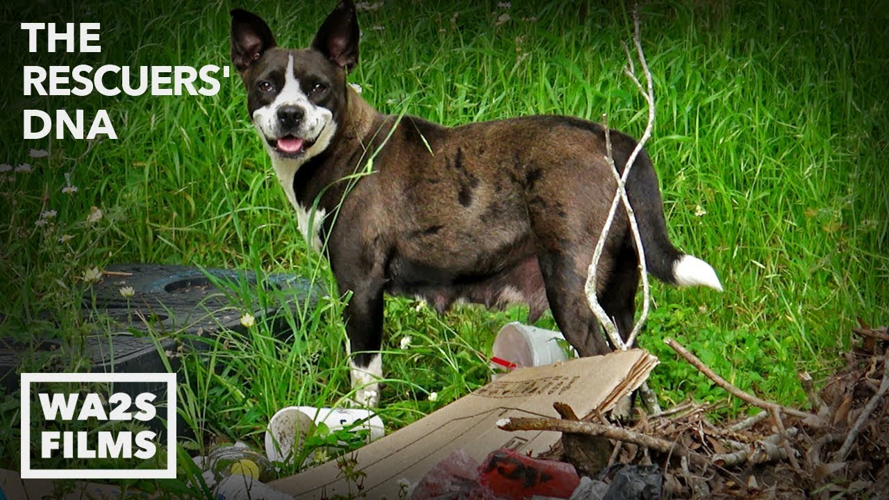 Starving Mama Dog Eats Garbage To Feed Her Pups | The Rescuers DNA - Hope For Dogs | My DoDo