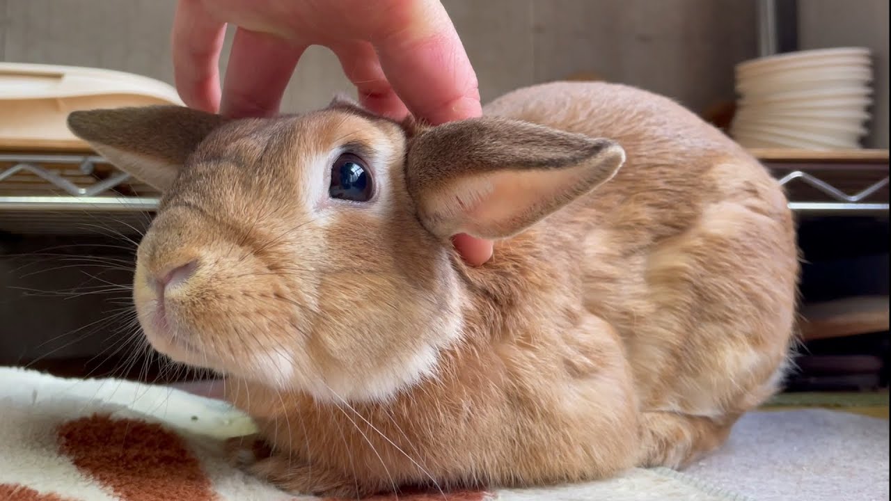 うさぎが本気で愛した人だけに許してくれる4つの特権　(No.1065)
