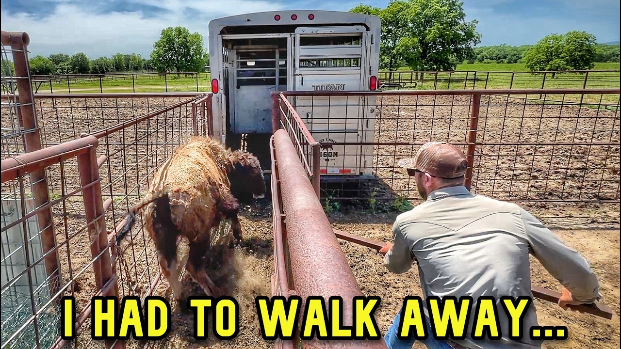 HEIFER Refuses to Load, Then She Did This!