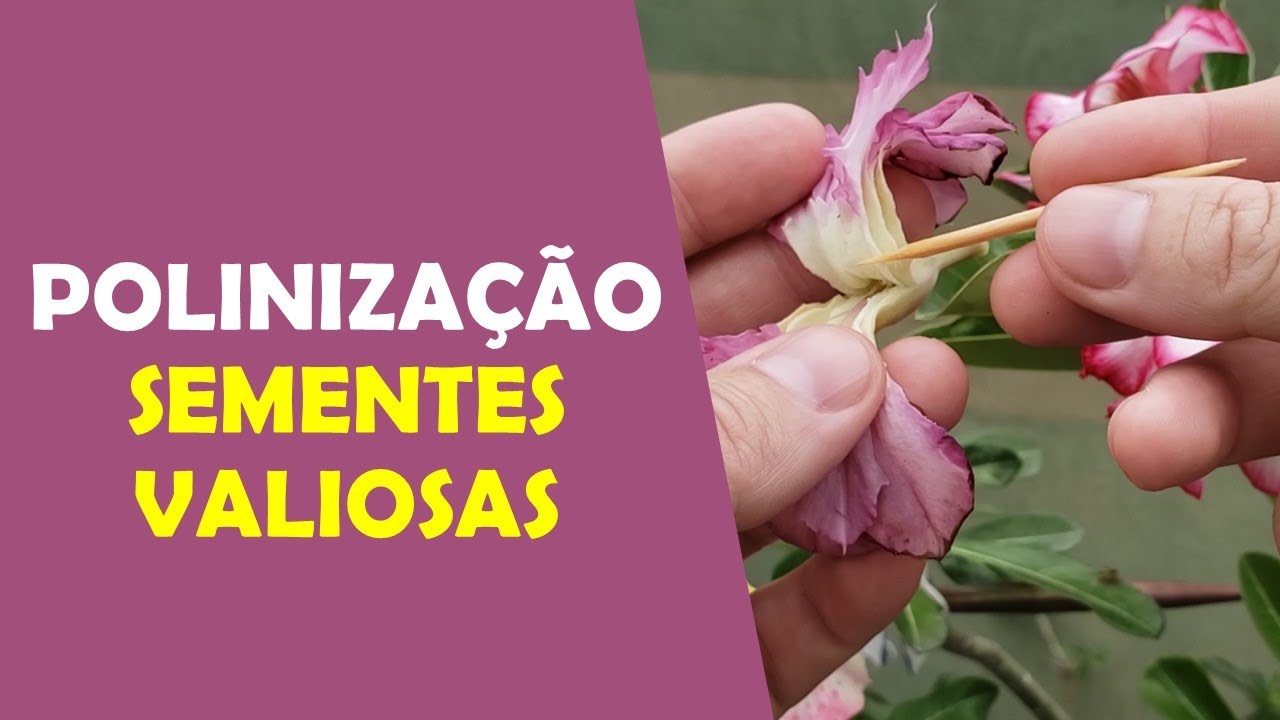 Polinização: Como Ter Sementes Mais Valiosas de Rosas do Deserto