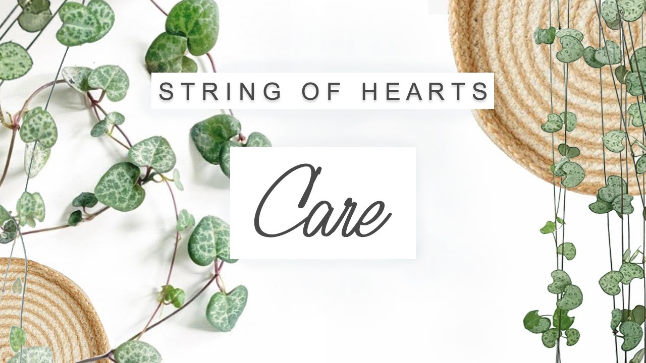 String Of Hearts Plant Care 🌱 TIPS + TRICKS | Ceropegia Woodii Care 🌿 Houseplants For Beginners