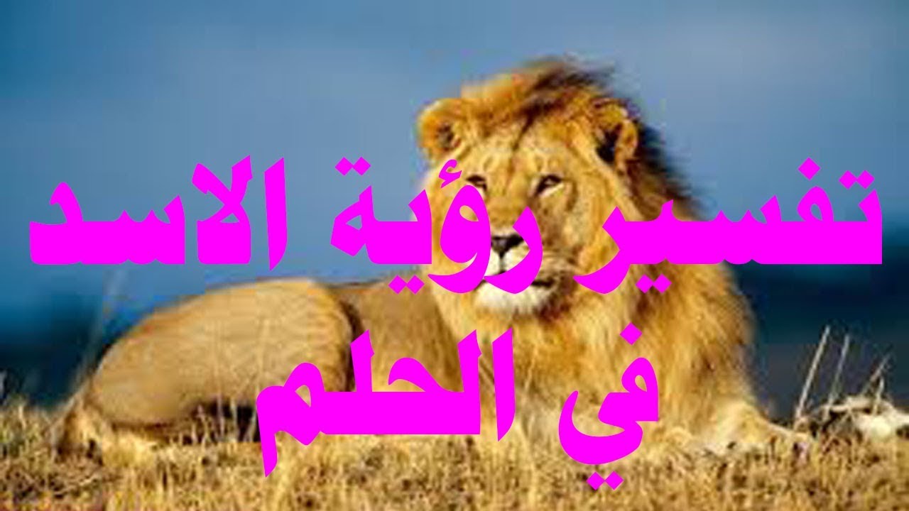 تفسير رؤية الاسد في الحلم
