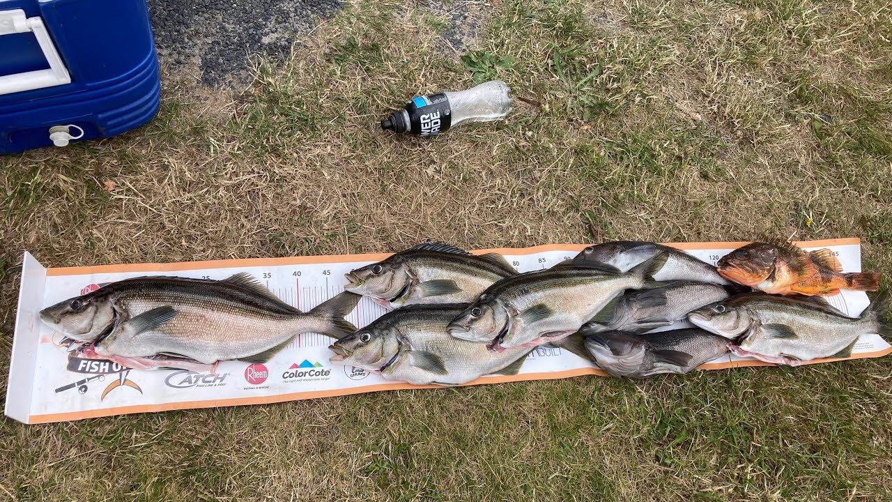 Kayak fishing New Zealand. Trump madness of another kind!