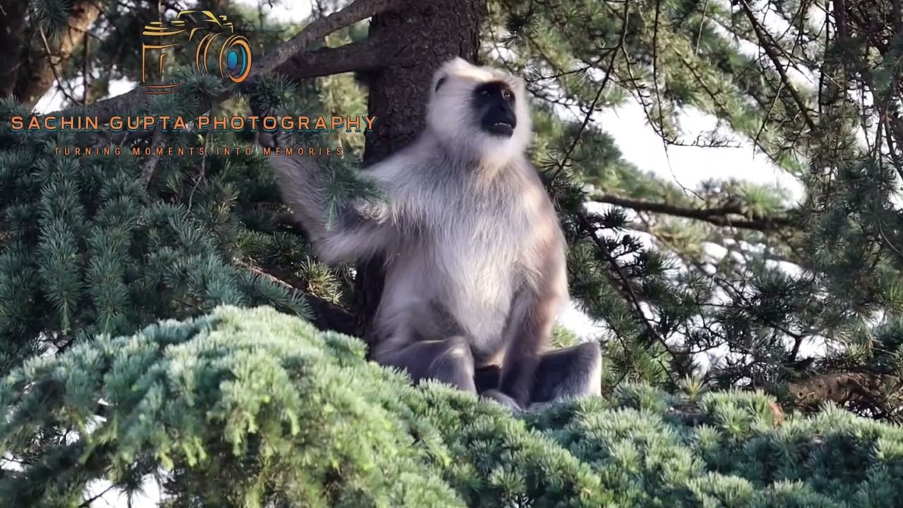 Langur in Shimla Jungle