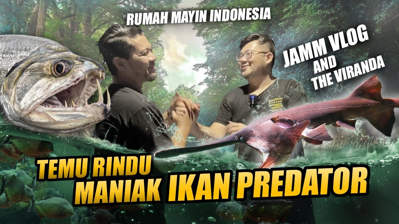 MENGUAK LANTAI 2 RUMAH MAYIN !! JAMM VLOG SIAPIN IKAN PREDATOR PAYARA | VANCE OF HOBBYIST