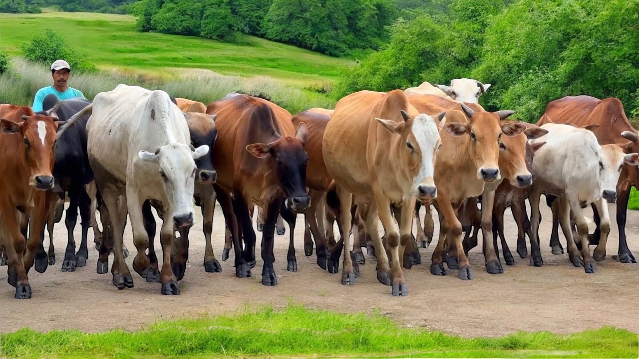 Video Menggiring Sapi Lembu Menuju Ke Kandang Peternakan Hewan Ternak Sapi Gembala- Bunyi sapi farm