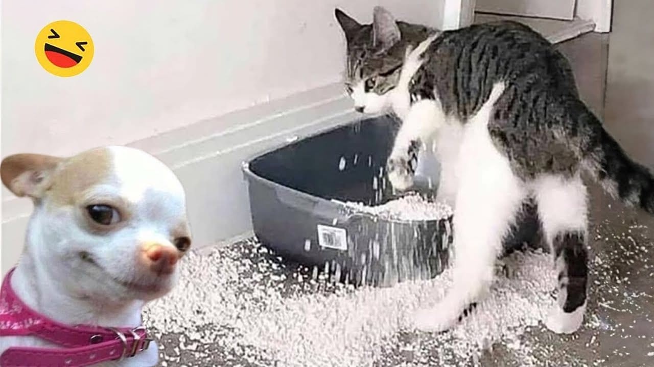 Funny Dog Video Clips 😹🐶 The Funniest Cat & Dog Moments Compilation 😁