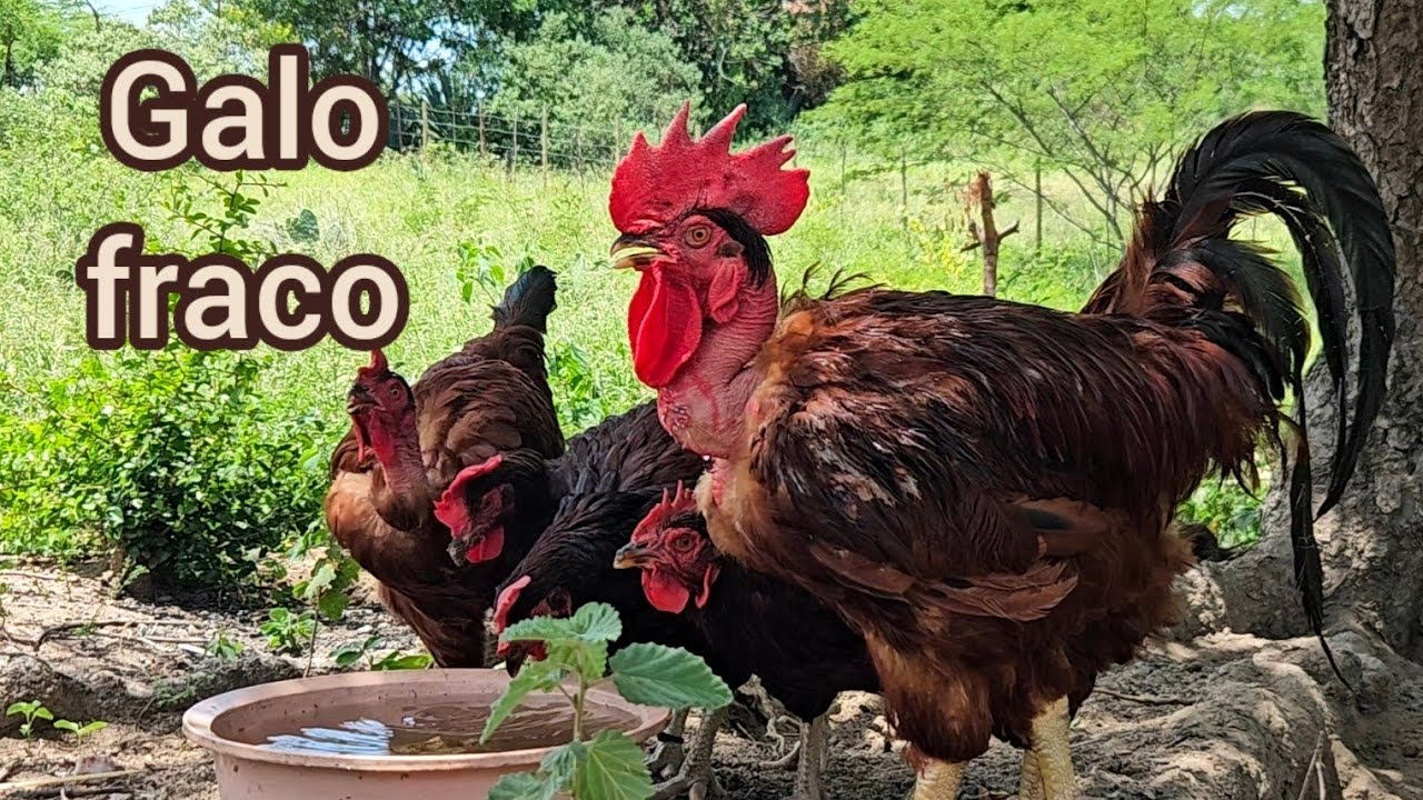 🐔 Muda de Penas: Por Que a Fertilidade Cai Tanto?