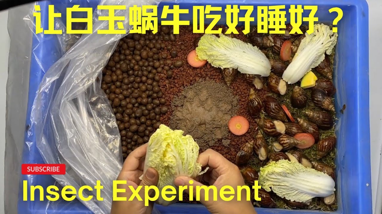 这样养白玉蜗牛，吃得好住的好繁殖快！#Achatinafulica