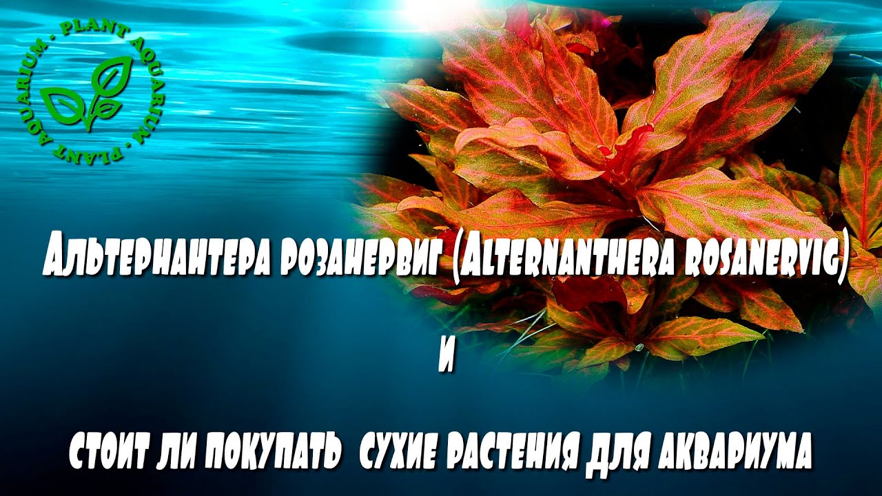 Альтернантера розанервиг (Alternanthera rosanervig) и стоит ли покупать сухие растения для аквариума