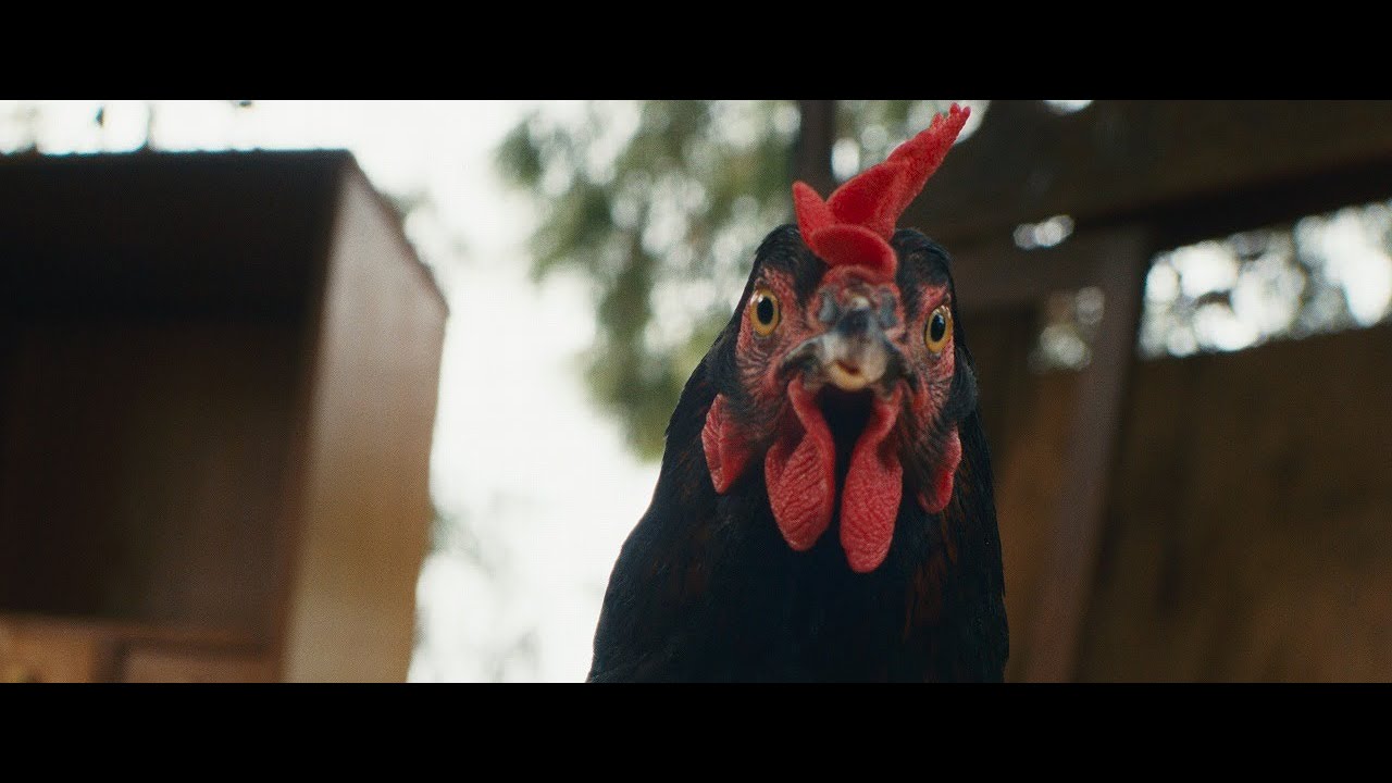 雌鶏 | Hen 予告編 Trailer 第38回TIFF コンペティション Competition