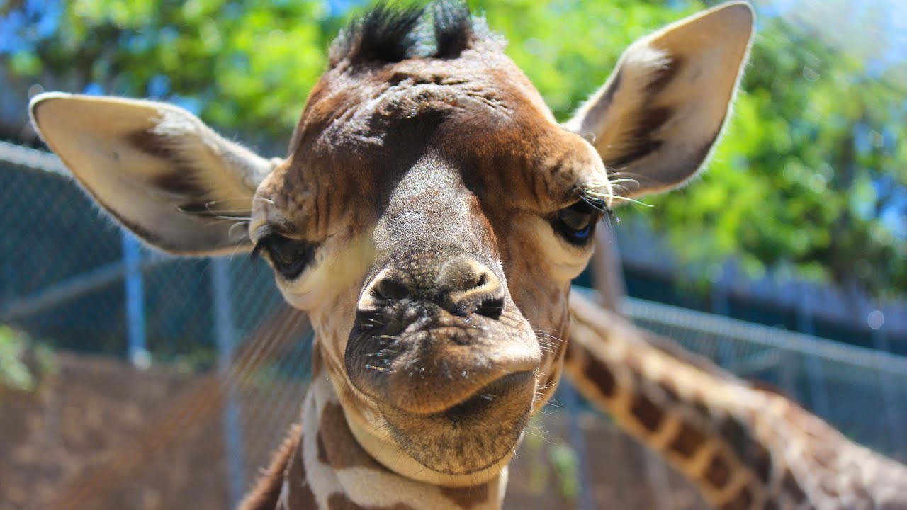 Dallas Zoo's Superstar Giraffe Calf Kipenzi Explores Habitat for First Time