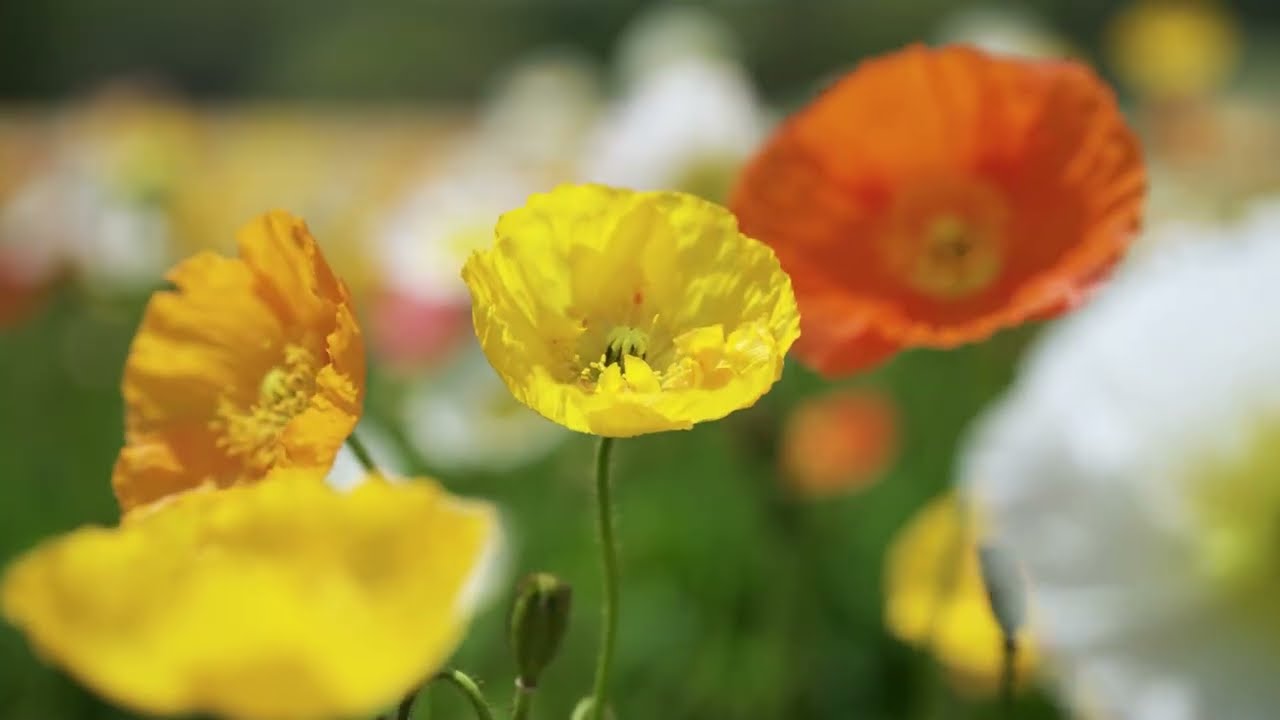 【国営武蔵丘陵森林公園】アイスランドポピー （2025年4月17日撮影）［4K］