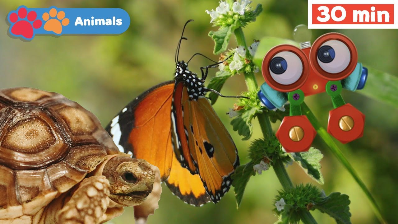 Toddlers Learn Animals with Robi | Educational Early Learning Videos for Baby Brain Development
