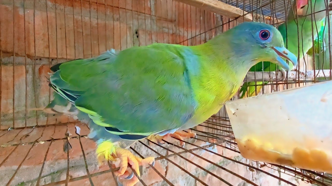 পোষ মানা হরিয়াল ঘুঘু পালন পদ্ধতি // Keeping green pigeons // হরিয়াল ঘুঘুর খাদ্য তালিকা