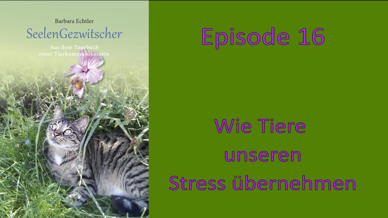 SeelenGezwitscher - Episode 16 Wie Tiere unseren Stress &uuml;bernehmen