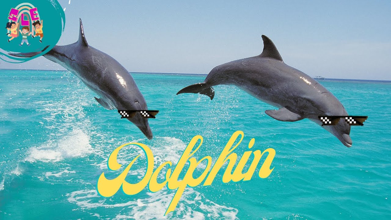 Dolphin Delight: Discovering the Fascinating World of Dolphins | Educational Video for Kids