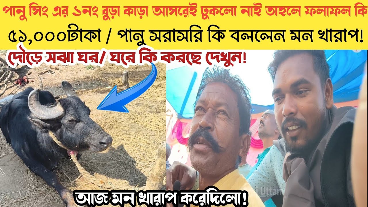পানু সিং এর ১নং কাড়া আসরেই ঢুকলো নাই! তাহলে জয় কি পরাজিত কি বললেন দেখুন।।