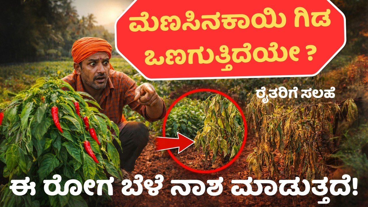 ಮೆಣಸಿನ  ಸೊರಗು ರೋಗ ತಡೆ ಮತ್ತು ಹತೋಟಿ