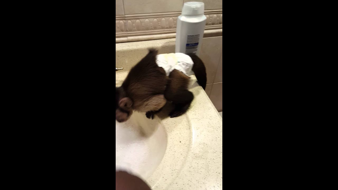 Monkeyc taking a bath