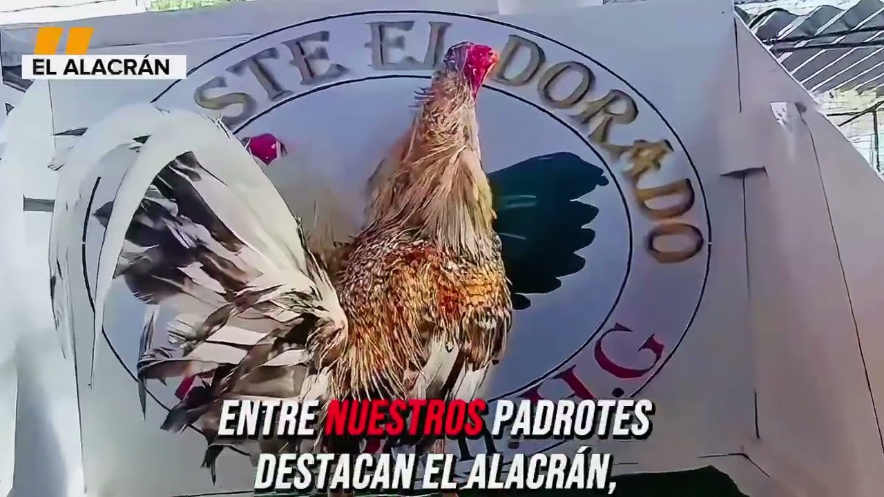 Gallos de combate 