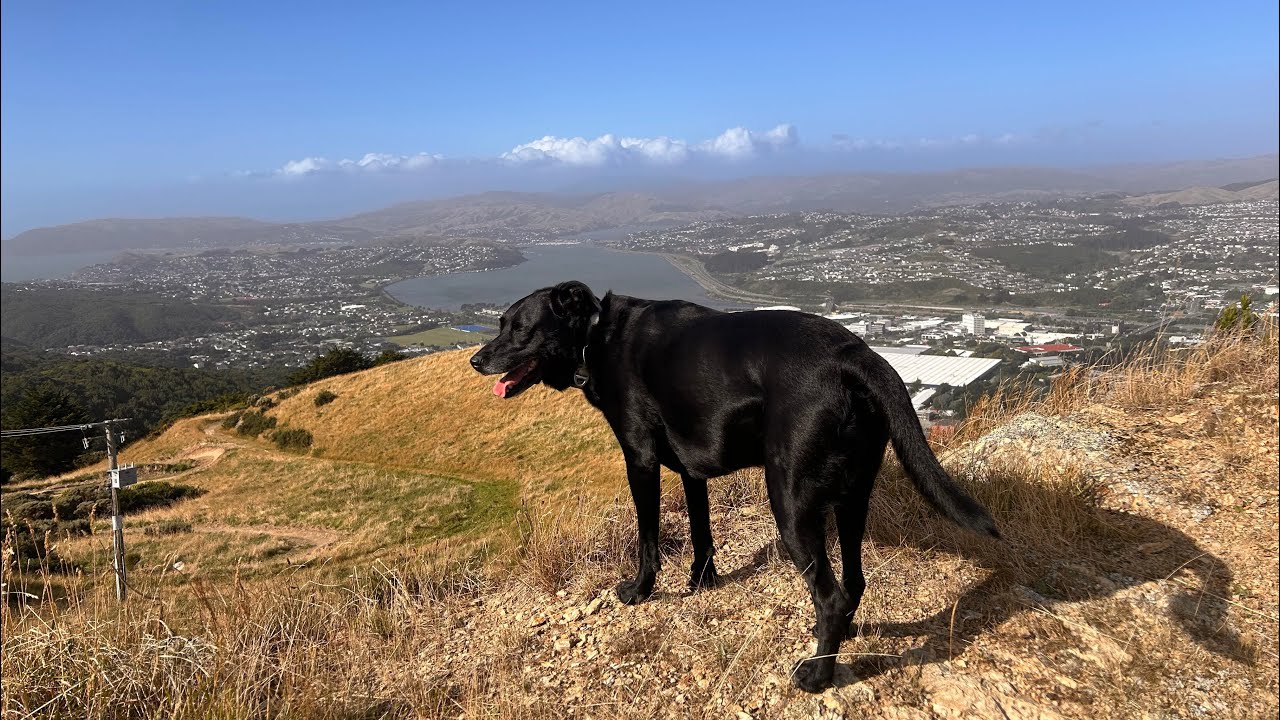 Summer trail walk (New Zealand), Rangituhi / Colonial Knob, Porirua – NZ Trail Soundscape