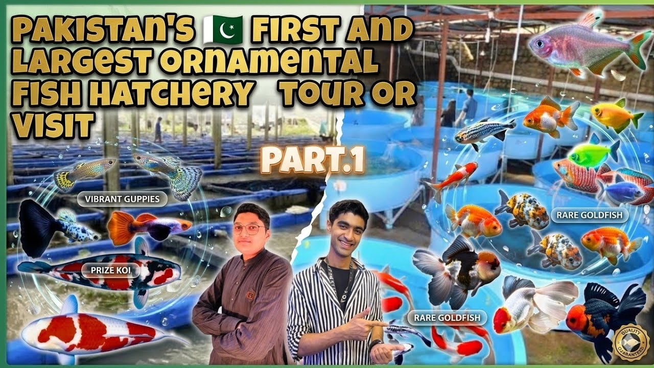 Biggest Ornamental Fish Farm in Pakistan | Guppy Koi Goldfish Hatchery | 30 + variety breeding farm