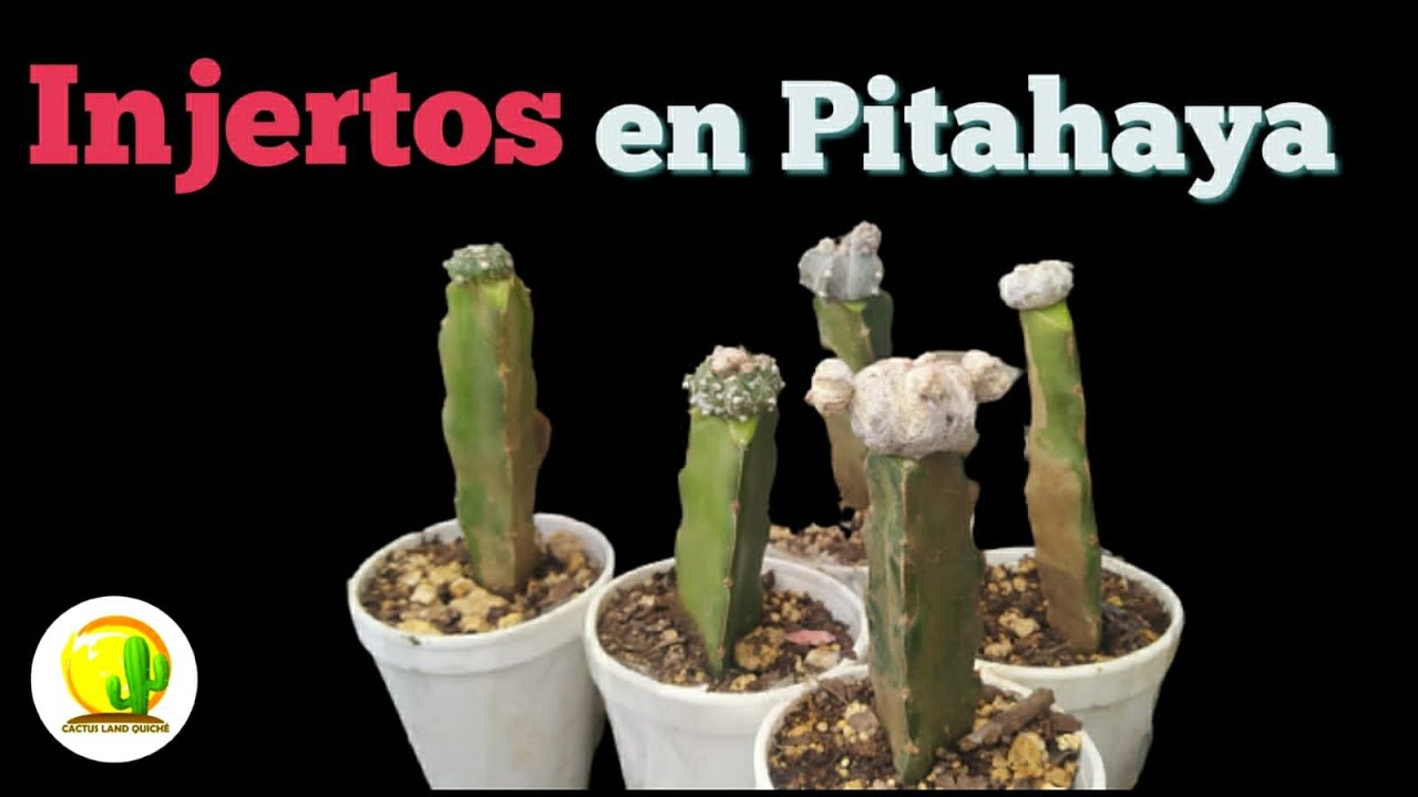 Injertos de Astrophytum en pitahaya // CACUS LAND QUICHE #cactus #plantas #suculentas #injertos