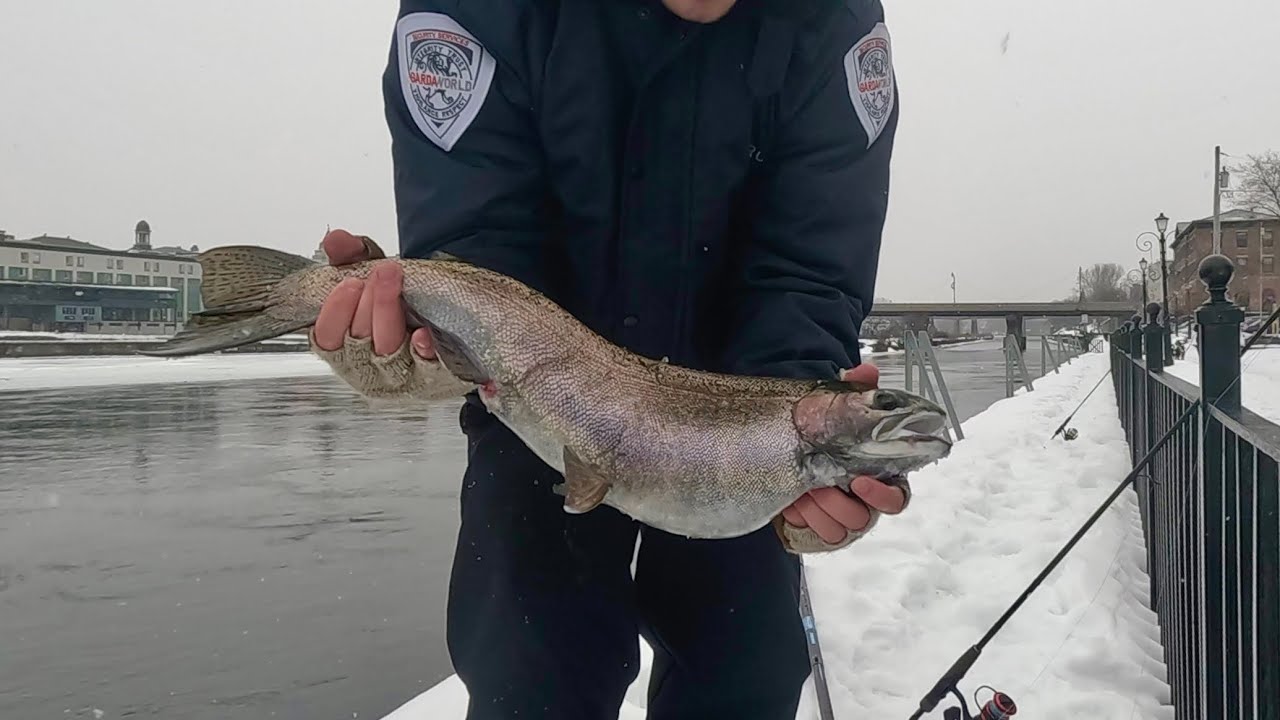 Giant rainbow trout from Lake Ontario! New personal best?