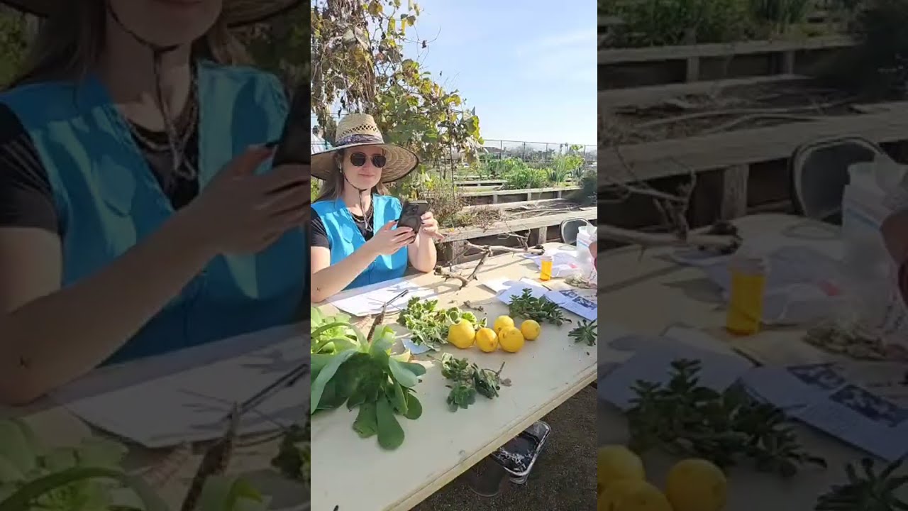 Seed swap, City of Santa Clara 