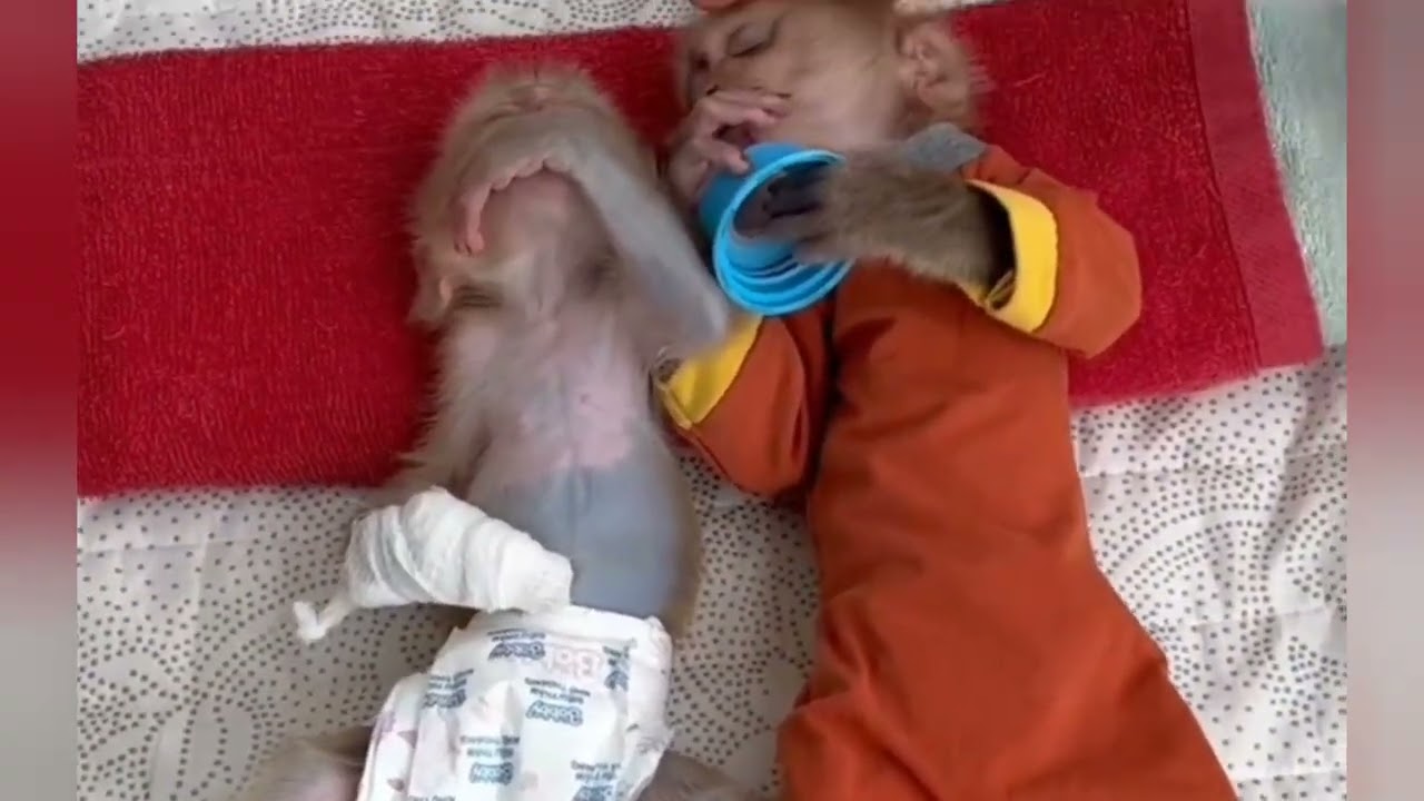 Donald tiredness sleeping accompany by Donut great brother#cat #dance #duet #cute #monkey 