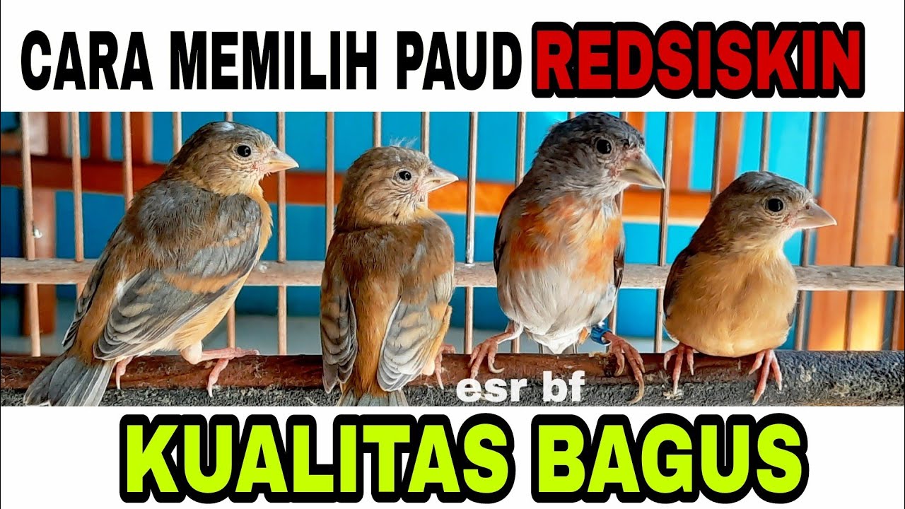 BEGINI CARA MEMILIH ANAKAN REDSISKIN BERKUALITAS...