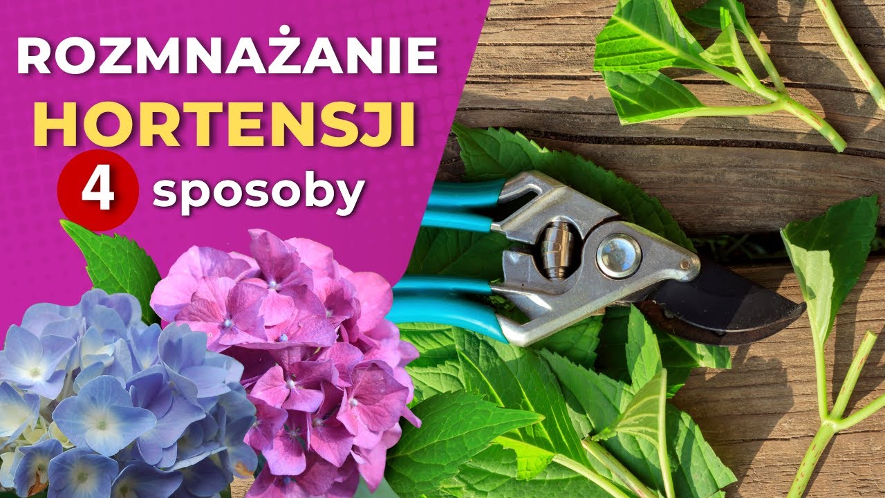 Rozmnażanie hortensji - różne sposoby