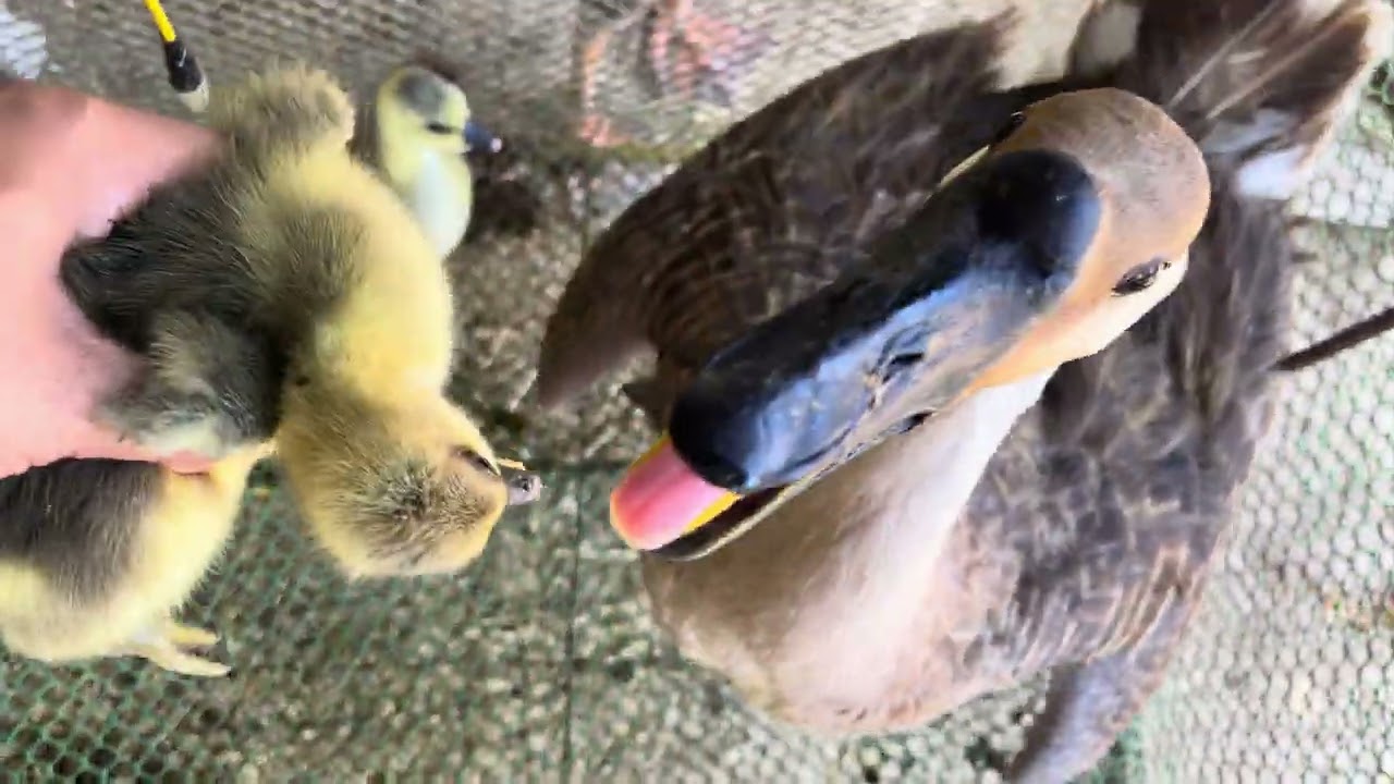 Father and Mother goose care baby just got || Goose 